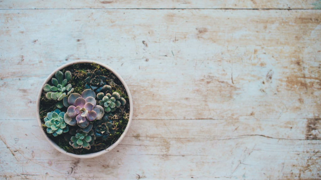 Buy a potted plant instead of cut flowers for an eco-conscious Valentine's Day