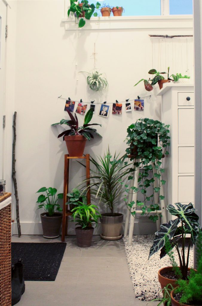 Interior plants