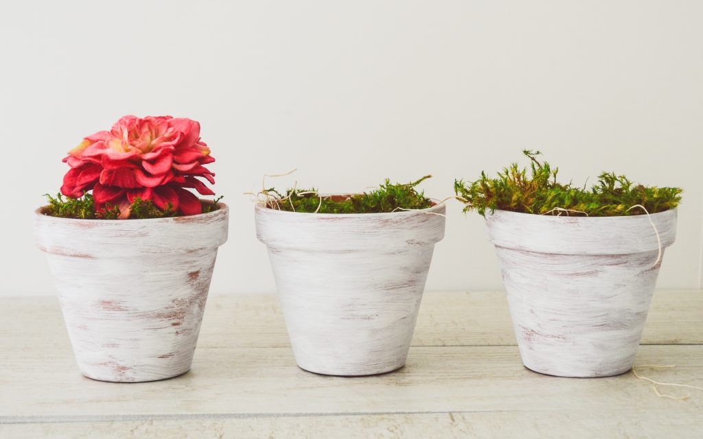 whitewashed plant pots