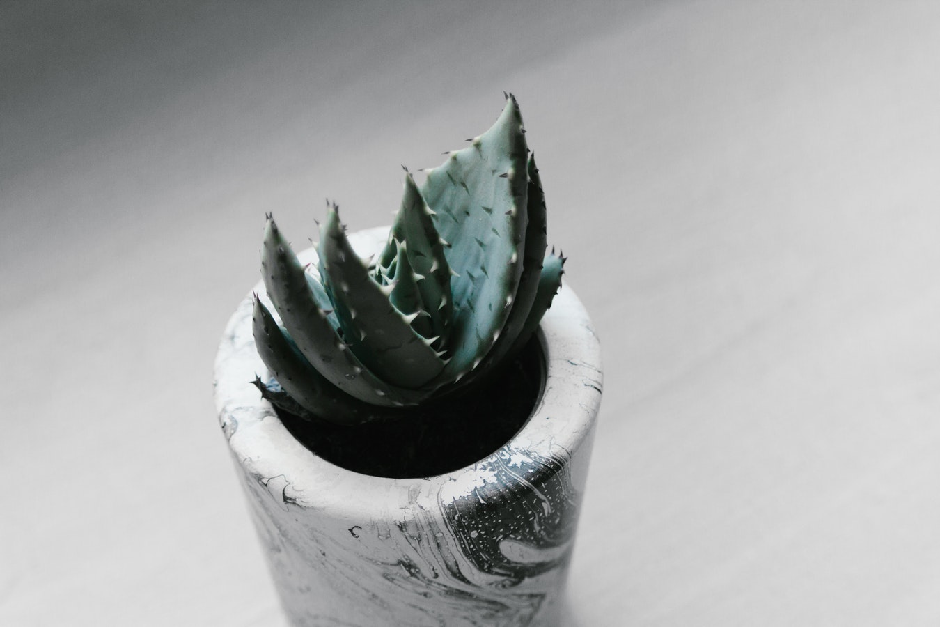 marbled plant pot for small cactus