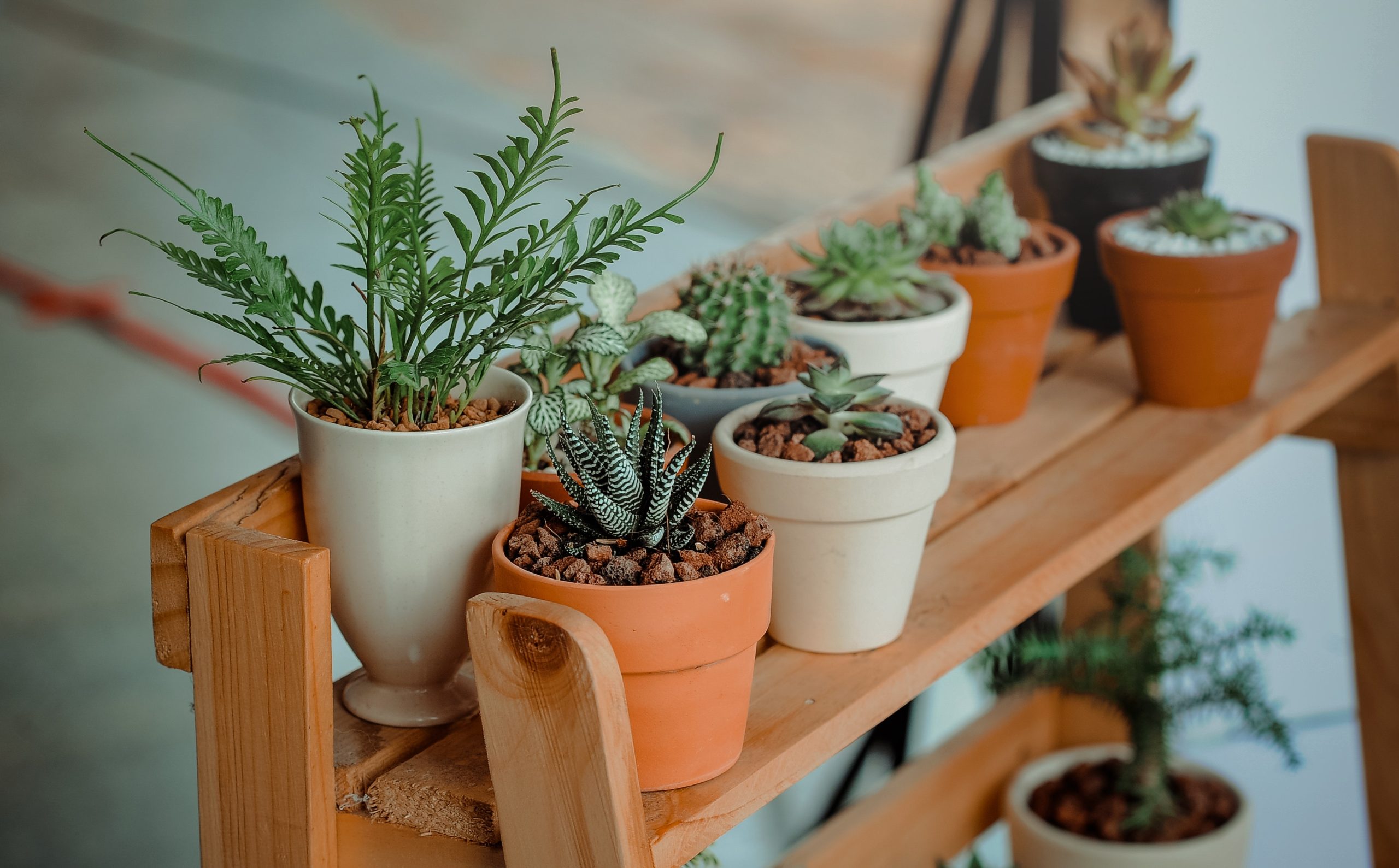 Paint Plant Pots to Brighten Up Your Space - Product Care Recycling