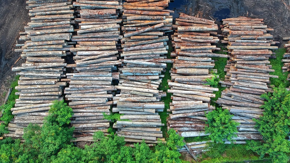 Logs birds eye view deforestation