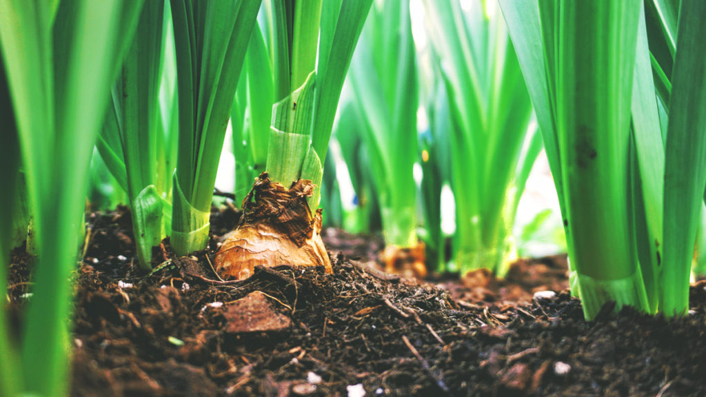 Several green plants sprout from rich soil