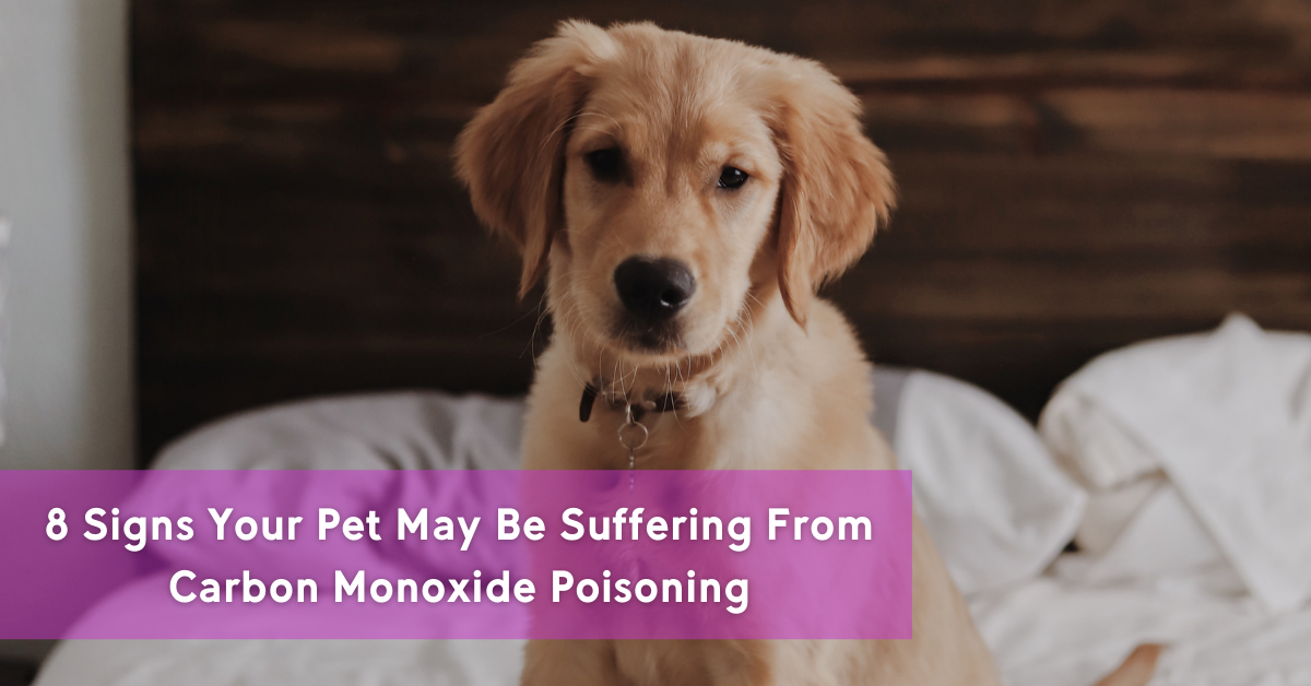 8 signs your pet may be suffering from carbon monoxide poisoning